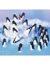 Настольная игра Ravensburger Пингвины на льдине (Penguin Pile Up) фото 2