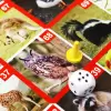 Настольная игра Десятое королевство ФОТОвикторина. Звери и птицы 02719 icon 4