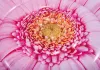 Надувной матрас Intex Pink Daisy Flower Mat 58787 фото 2