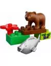 Конструктор Lego 10576 Бурый медвежонок фото 2