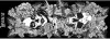 Трюковый самокат Longway Santa Muerte 6.0 (черный) фото 2