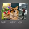 Сушилка для овощей и фруктов Redmond FD1101 (белый) фото 3