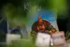 Настольная игра Rollin Games Каирн фото 9