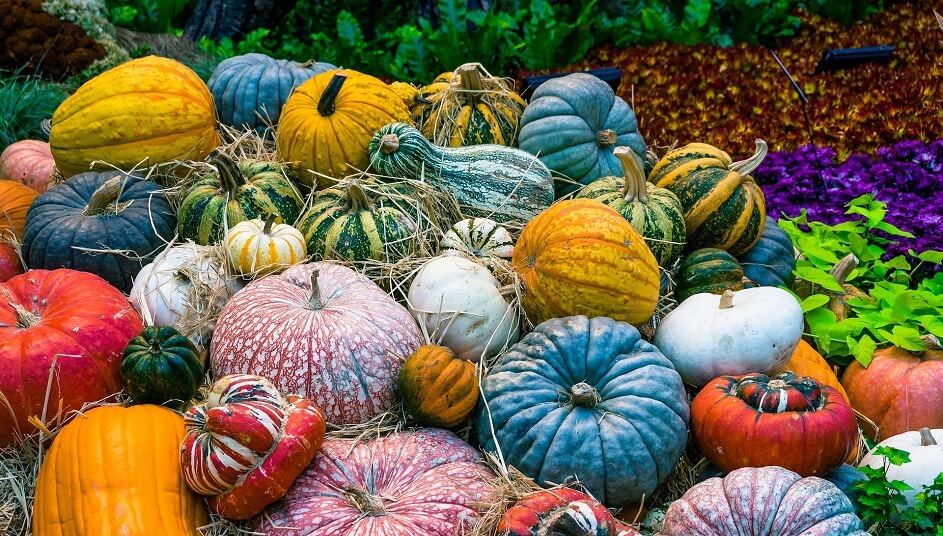 что делать на даче осенью