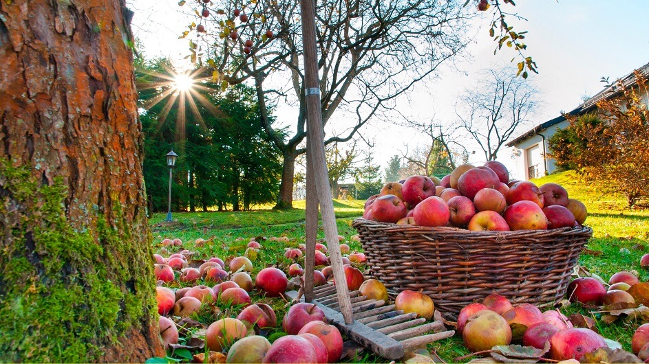 осенние работы на даче