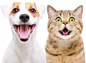 Для собак и кошек