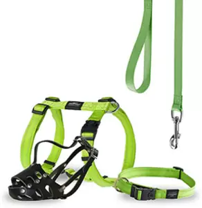 Ошейники, поводки, намордники