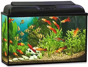 Аквариумы, террариумы