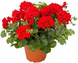 Цветы и растения